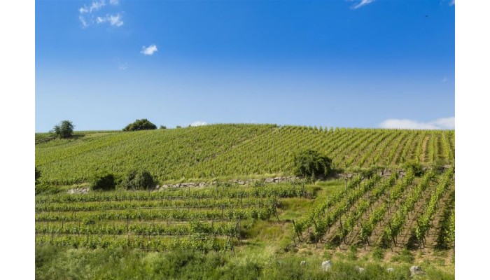 Best Western Hotel Le Schoenenbourg poza 6